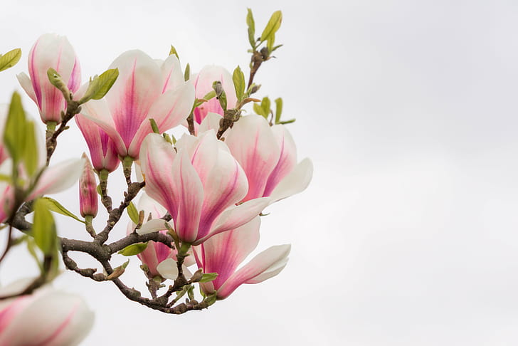 白とピンクの花びらの花、枝、マグノリア、白、ピンク、花、プラハの春、自然、ピンク色、植物、花びら、花、花の頭、鮮度、花、春、 HDデスクトップの壁紙