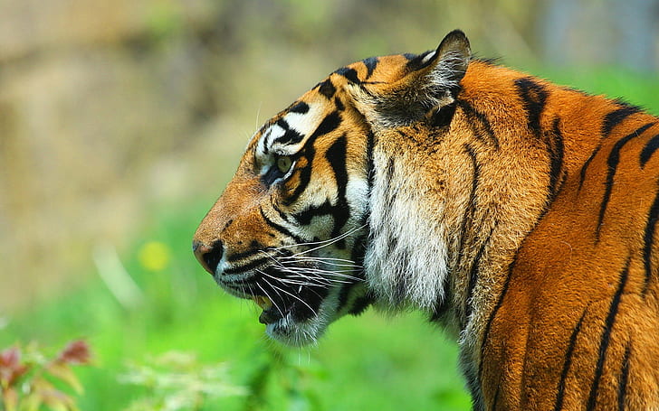 Vista lateral para o tigre, predador, tigre, rosto, lado, vista, predador, HD papel de parede