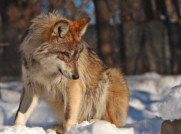 brown wolf, winter, snow, wolf, eyes, HD wallpaper