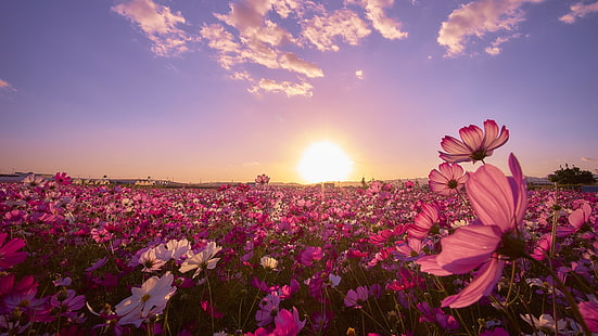 blomma, blommigt fält, blomma fält, fält, morgon, soluppgång, himmel, HD tapet HD wallpaper