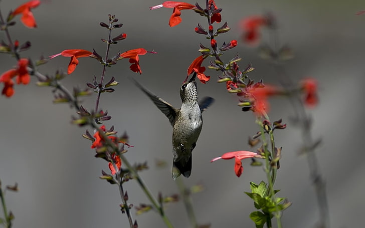 green and gray hummingbird, birds, hummingbirds, flowers, red, HD wallpaper