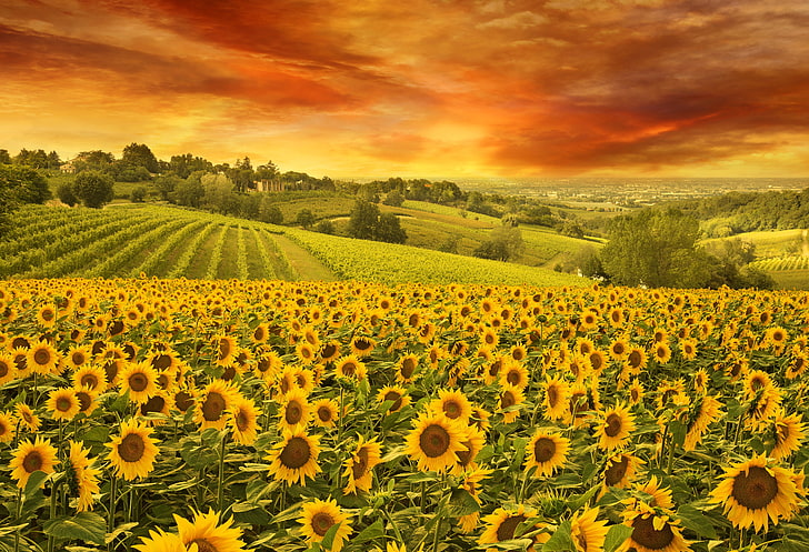 The sky, Nature, Field, Sunflowers, Landscape, HD wallpaper