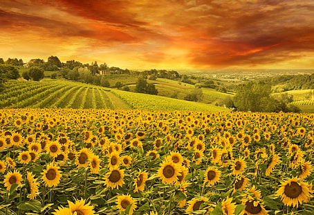 Il cielo, la natura, il campo, i girasoli, il paesaggio, Sfondo HD HD wallpaper