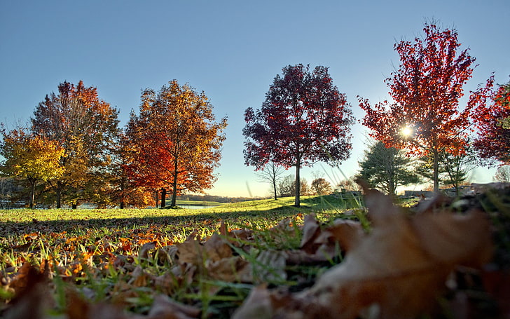 茶色の乾燥した葉、自然、葉、風景、 HDデスクトップの壁紙