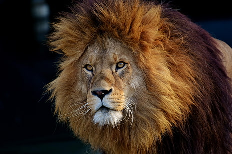лев, хищник, большой, кот, зоопарк, самец, грива, опасный, HD обои HD wallpaper