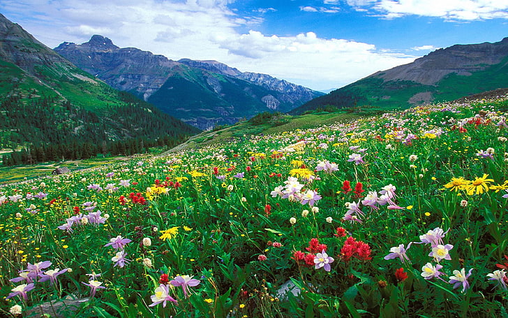コロラド州の山の風景の牧草地の色とりどりの花アメリカ合衆国Hd Wallpaper for Desktop 3840×2400、 HDデスクトップの壁紙