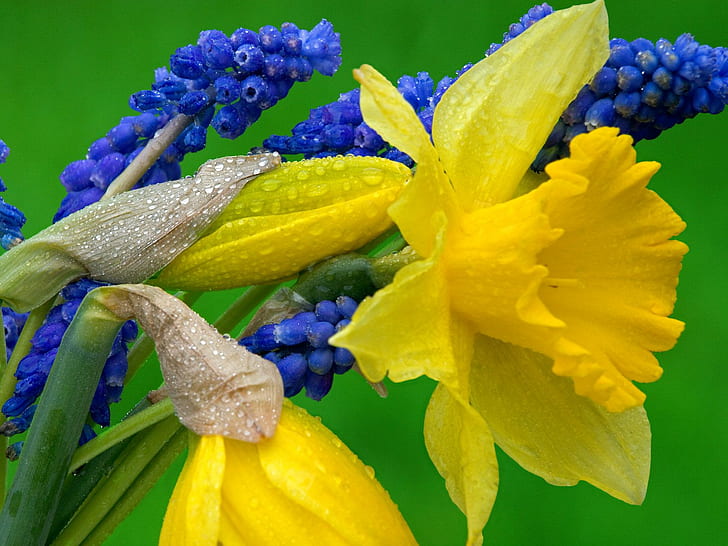 Påskliljor och hyacint HD, blommor och påskliljor, hyacint, HD tapet