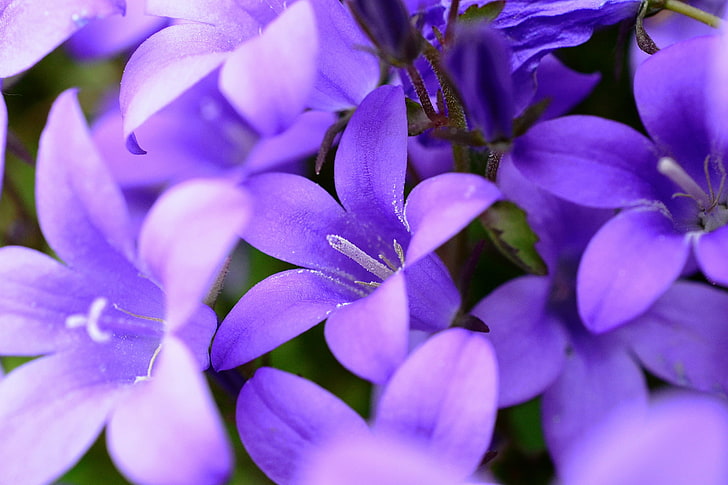 purple bellflower, macro, petals, bells, HD wallpaper