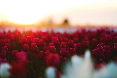 tulipani, fiori, 4k, hd, campo, 5k, Sfondo HD HD wallpaper