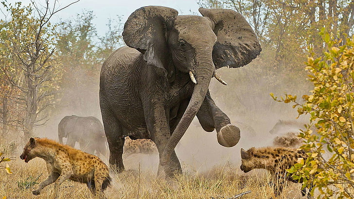 слон, бозайник, африкански слон, Африка, животно, арабска камила, камила, хобот, дива природа, сафари, див, африкански, животни, бисквитка, парк, бивник, национален, слонове, хобот, копитно животно, резерват, юг, застрашен, сив, глава, бик, кения, опазване, тревопасно животно, пет, уши, слонова кост, пустиня, HD тапет