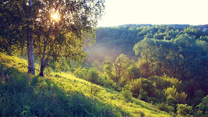 grünblättriger Baum, Landschaft, Bäume, Wald, Natur, Birke, HD-Hintergrundbild