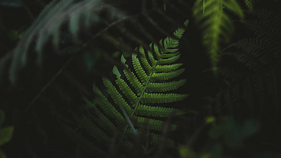 ferns, green, plants, HD wallpaper HD wallpaper