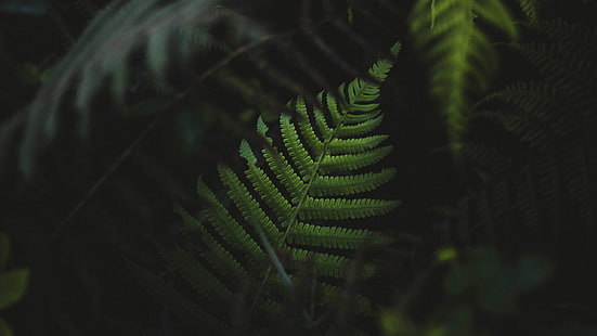 Boston Farn, Farne, Pflanzen, grün, HD-Hintergrundbild HD wallpaper