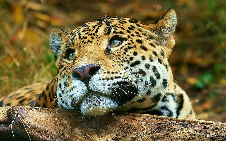 Leopard dreaming, leopard, HD wallpaper