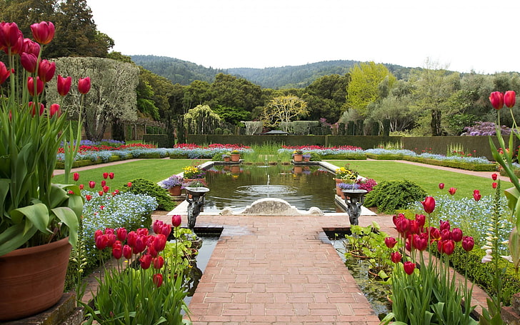 bunga, taman, taman, tanaman, California, Fioli (California), Wallpaper HD