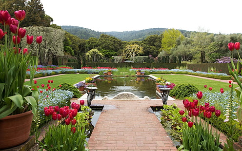 flowers, park, garden, plants, California, Fioli (California), HD wallpaper HD wallpaper