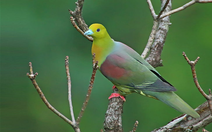 鳥緑の鳩ウェッジ尾学名Treron Bird in the Pigeon Family Columbidae属はアジアとアフリカに分布していますHd壁紙3840×2400、 HDデスクトップの壁紙