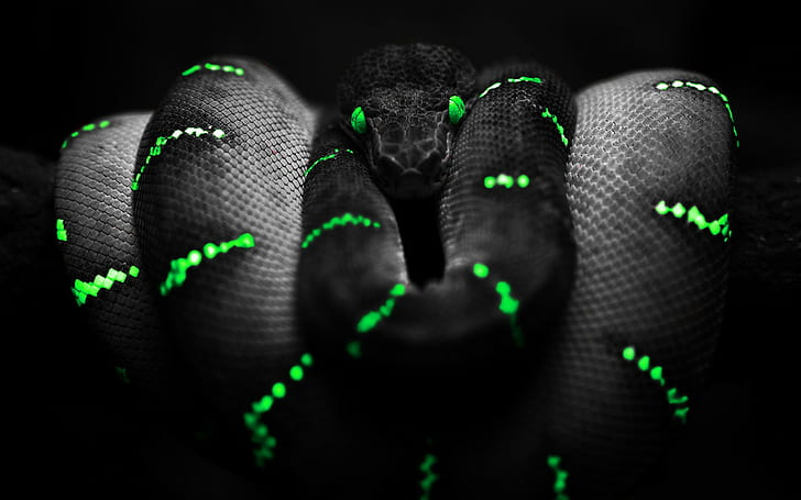 뱀, 녹색 눈, 선택적 채색, 보아 압축 장치, HD 배경 화면