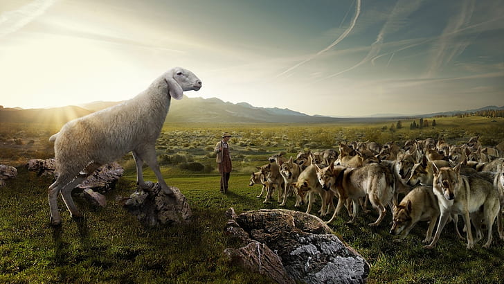 забавни овчи вълци Забавление Забавни HD изкуство, забавни, овце, вълци, HD тапет