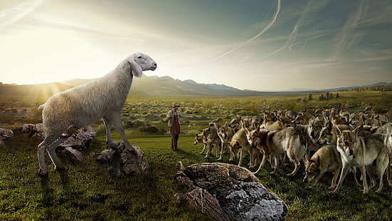 Веселые овечьи волки Развлечения Веселые HD Art, веселые овцы, волки, HD обои HD wallpaper