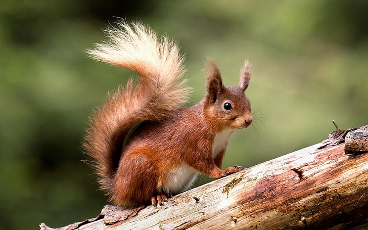 red squirrel, animals, HD wallpaper