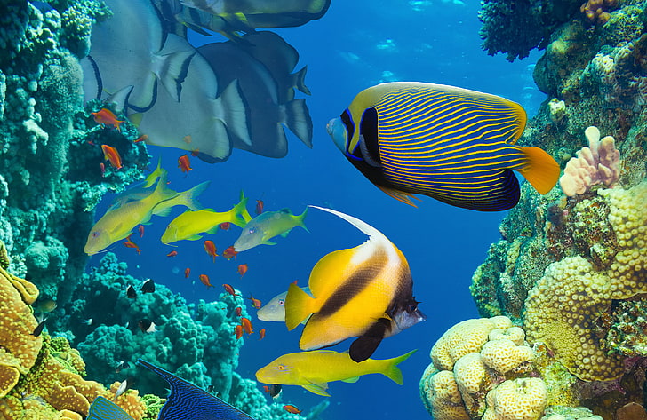 assorted-color school of fish, sea, the ocean, fish, under water, underwater, ocean, coral reef, HD wallpaper