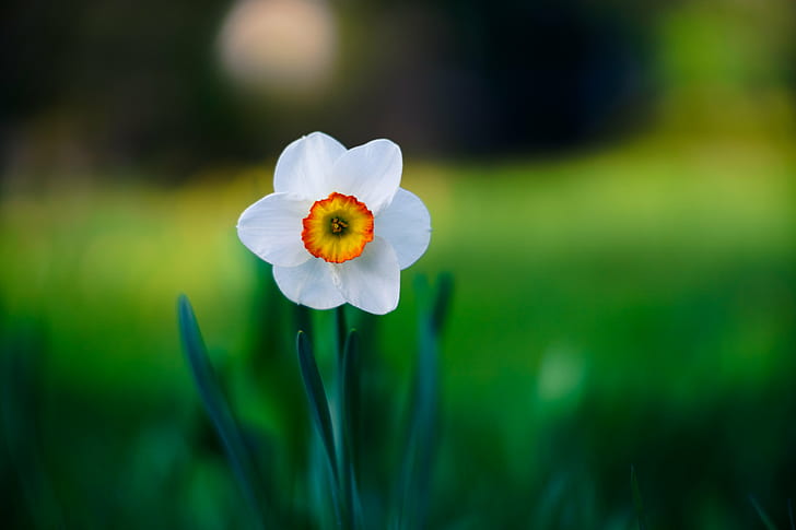 selektiv fokusering av vit Narcissus blomma, Helios, f / 1.5, M42, selektiv fokusering, fotografi, vit, Narcissus flower, bokeh, natur, blomma, växt, äng, sommar, vår, gul, utomhus, kronblad, närbild, gräs, skönhet i naturen, HD tapet