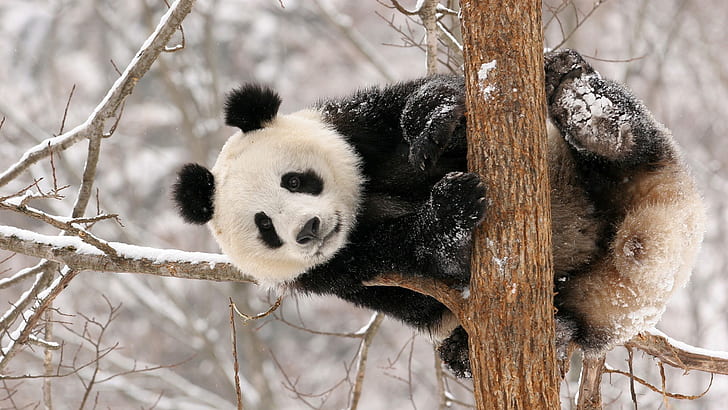 Panda bear winter snow, panda, Panda, Bear, Winter, Snow, HD wallpaper