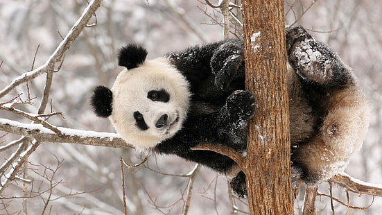 Panda bear neige d'hiver, panda, Panda, ours, hiver, neige, Fond d'écran HD HD wallpaper