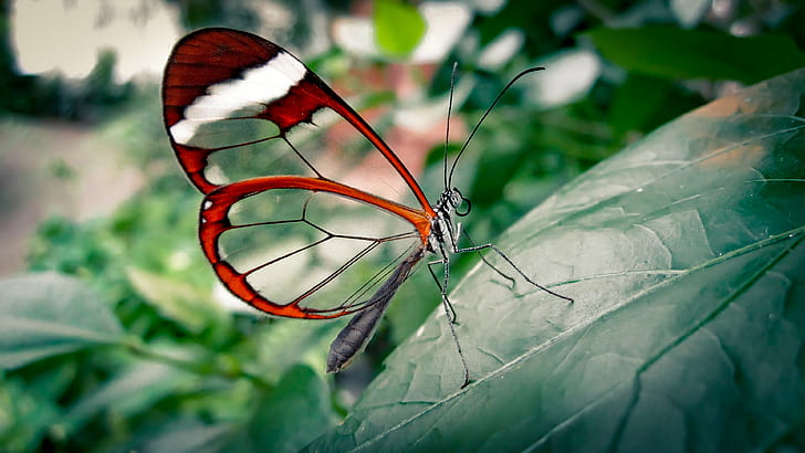 пеперуда, насекомо, растения, фотография, природа, HD тапет