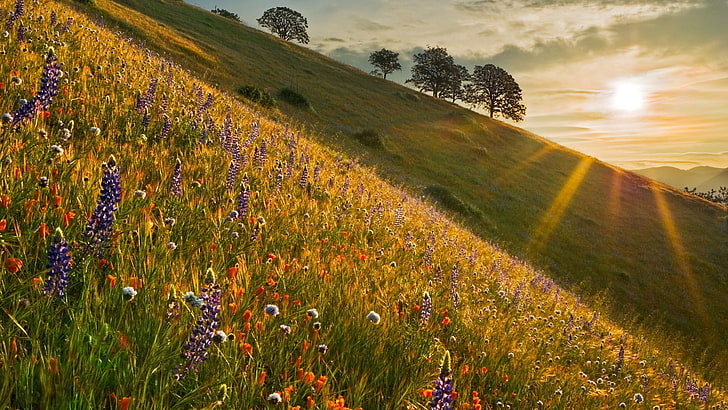 sunrise spring california wildflowers Nature Seasons HD Art , Wildflowers, spring, sunrise, California, HD wallpaper