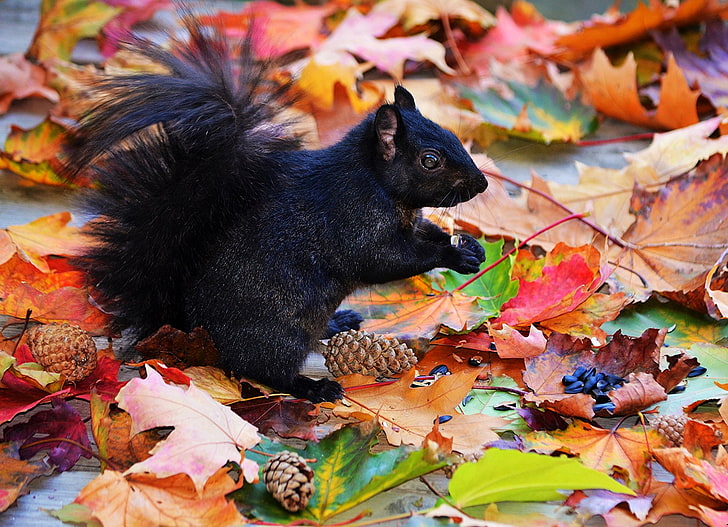Zwierzę, Wiewiórka, Jesień, Liść, Szyszka, Dzika przyroda, Tapety HD