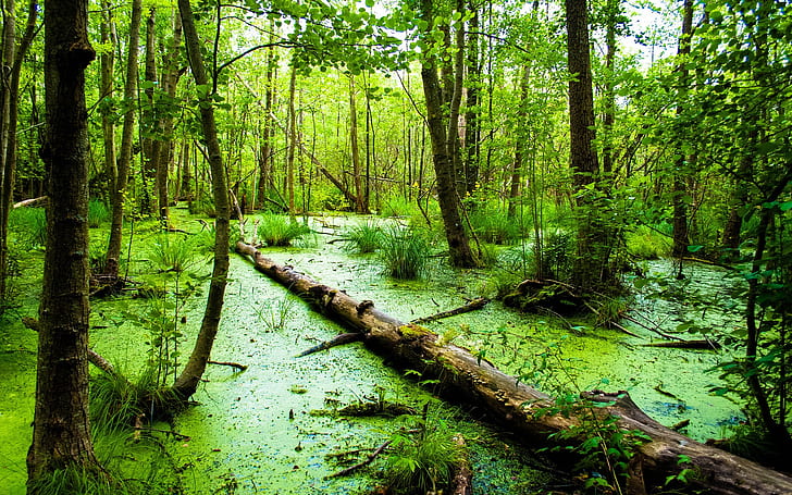 Bosque verde, pantano, verde, bosque, pantano, Fondo de pantalla HD
