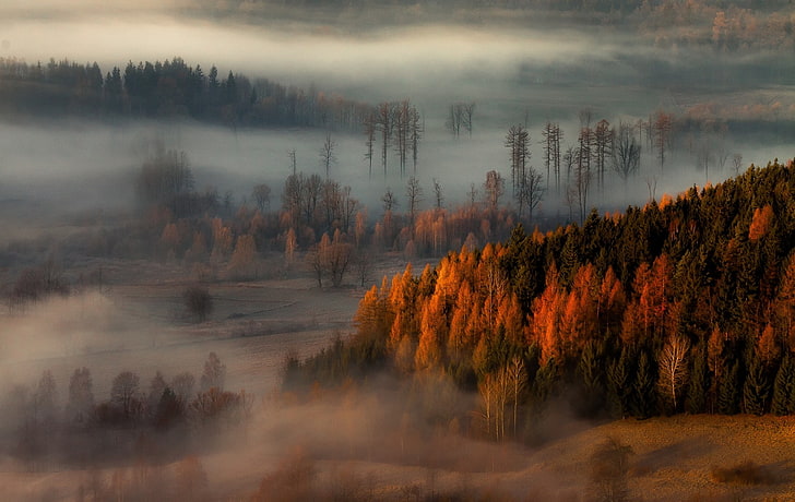 nature, landscape, fall, mist, forest, trees, hills, HD wallpaper