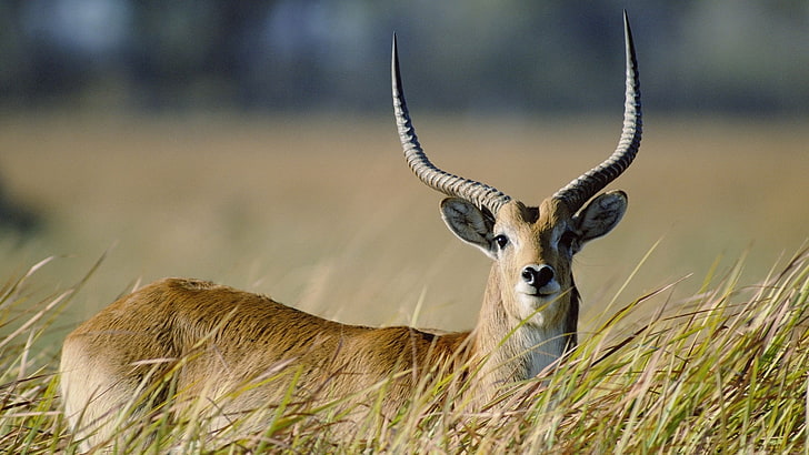 brown horned animal, antelope, grass, horn, walk, HD wallpaper