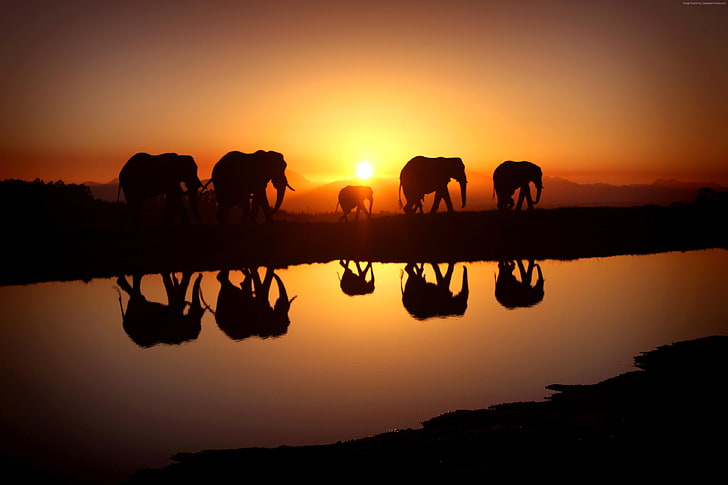 Elephant, sunset, water, HD wallpaper