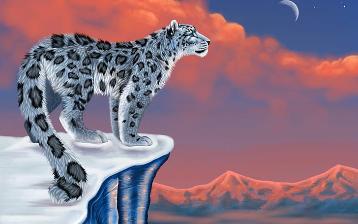 Leopardo solitário, leopardo da neve, leopardo, HD papel de parede