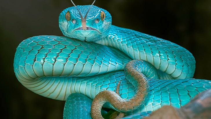 écailles de reptile, serpent, serpent, reptile, vipère bleue, elapidae, turquoise, vipère bleue, trimeresurus insularis, trimeresurus albolabris insularis, pitviper, Fond d'écran HD