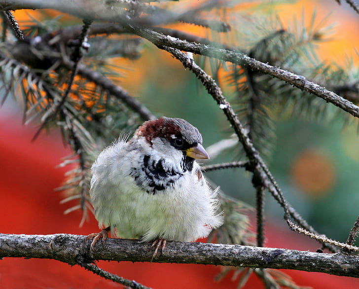 Sparrow bird, Nature, Bird, sparrow, branch, needles, HD wallpaper