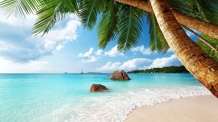 зелено кокосово дърво, Сейшелски острови, плаж, пясък, палми, море, тропически, лято, екзотика, пейзаж, облаци, HD тапет