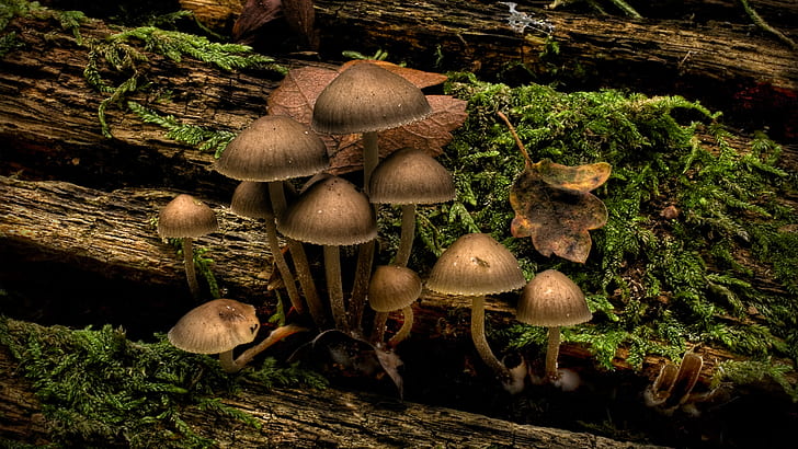 Mushrooms HD, nature, mushrooms, HD wallpaper