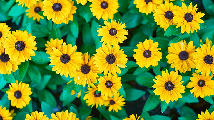 shallow focus photography of yellow sunflowers, Hot Eyes, shallow focus, photography, yellow, sunflowers, None, Super, Takumar, F1.4, nature, plant, flower, summer, backgrounds, multi Colored, HD wallpaper