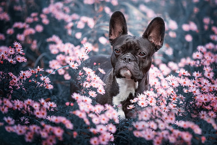 look, ansikte, blommor, natur, bakgrund, svart, porträtt, hund, trädgård, rosa, fransk bulldog, HD tapet