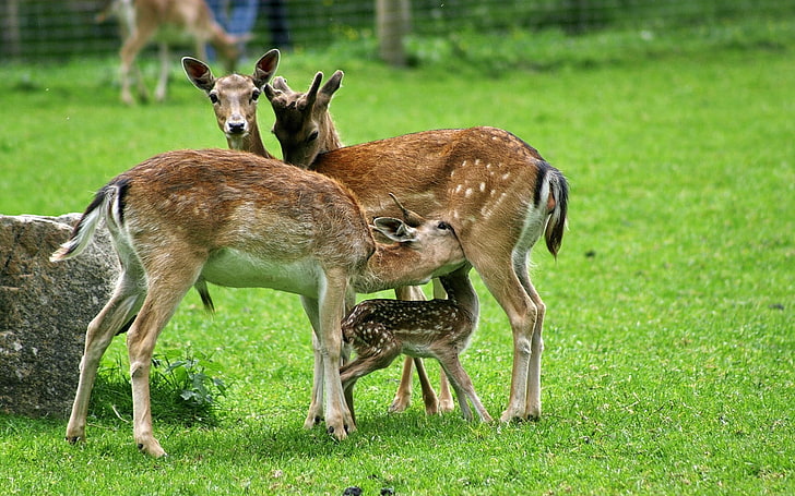 brown deers, deer, family, food, care, grass, field, HD wallpaper