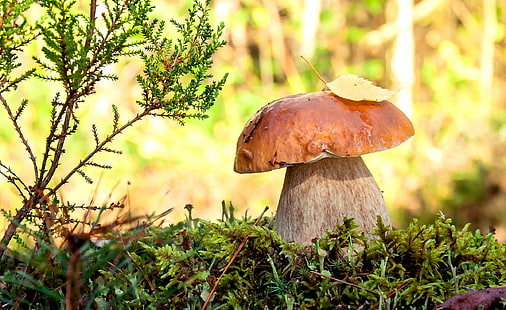 macro, mushroom, moss, HD wallpaper HD wallpaper