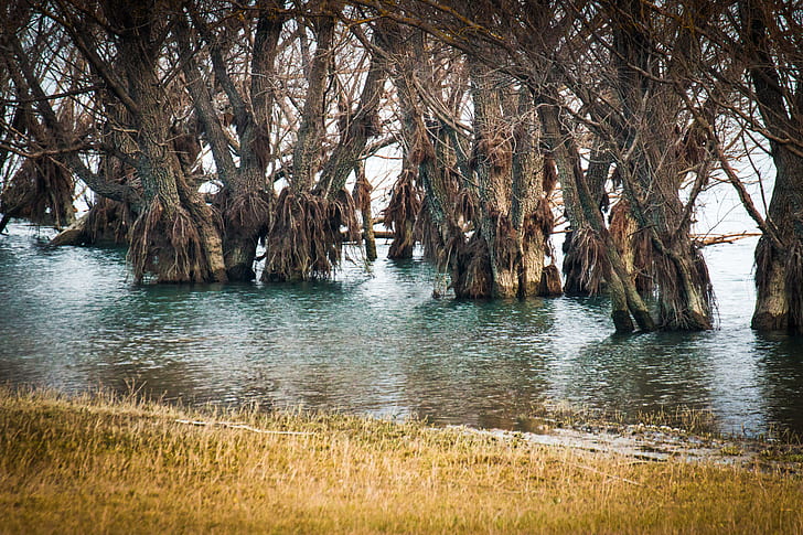 المياه والأشجار والربيع والفيضانات، خلفية HD