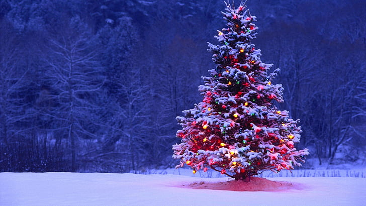 лес, снег, ночь, огни, елка, ель, Новый год, Рождество, украшения, гирлянда, Рождество, с Рождеством, 2016, HD обои
