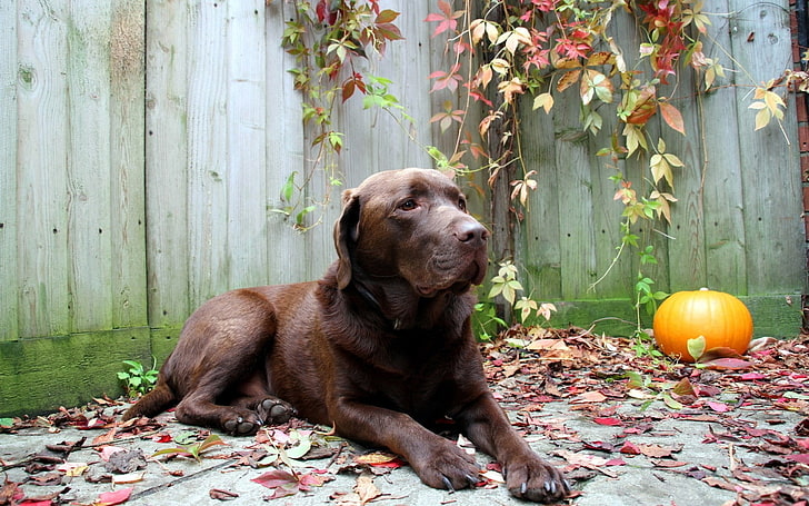 adult chocolate Labrador retriever, dog, rest, leaves, autumn, HD wallpaper