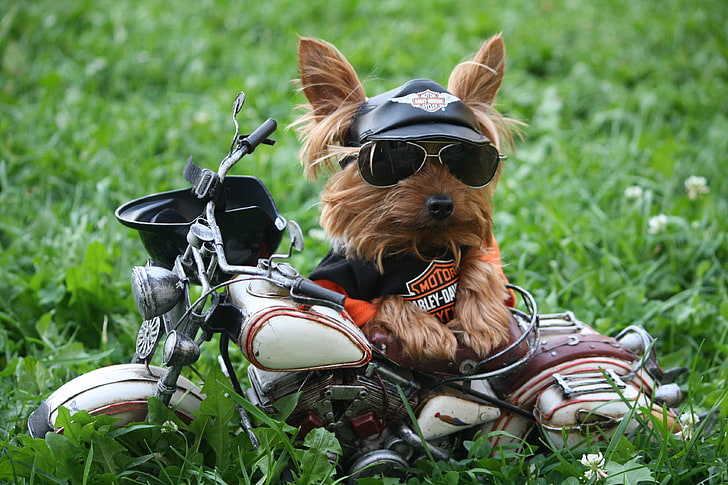 brown yorkshire terrier, grass, dog, humor, glasses, t-shirt, motorcycle, cap, Harley-Davidson, Yorkshire Terrier, sunglasses, motorcycle helmet, HD wallpaper