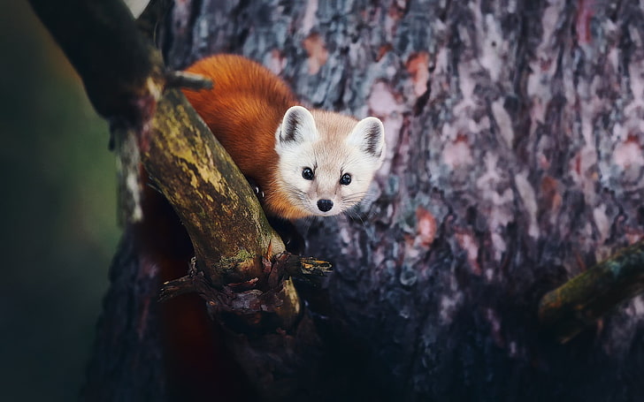 raposa vermelha no galho de árvore, natureza, animais, árvores, profundidade de campo, raposa, panda vermelho, HD papel de parede
